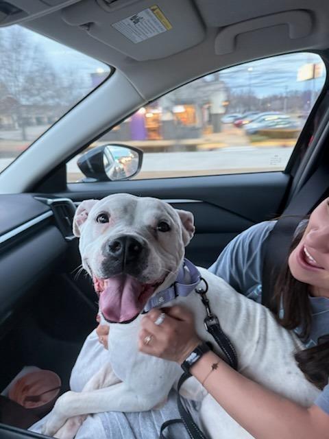 Enlarge Meeka, a Adoptable mixed breed in Fayetteville, AR image 3/6