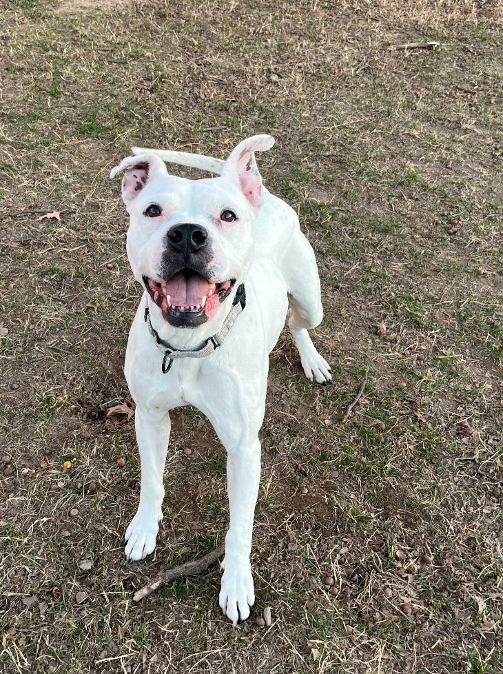 Enlarge Meeka, a Adoptable mixed breed in Fayetteville, AR image 4/6