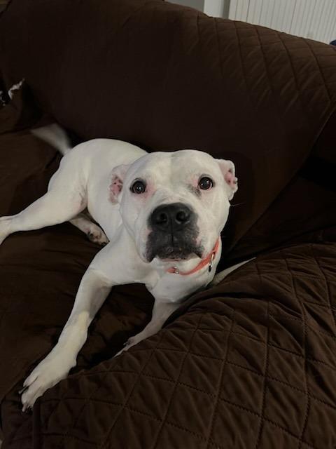 Enlarge Meeka, a Adoptable mixed breed in Fayetteville, AR image 4/6