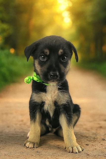 Flynn, Baby Male German Shepherd Dog