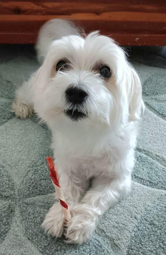 Dexter — thumbnail 2