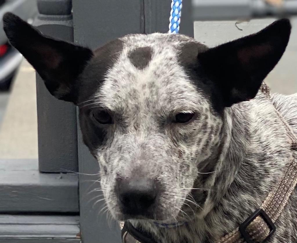 Lissa, Adopted, Adult Female Cattle Dog & Mixed Breed.