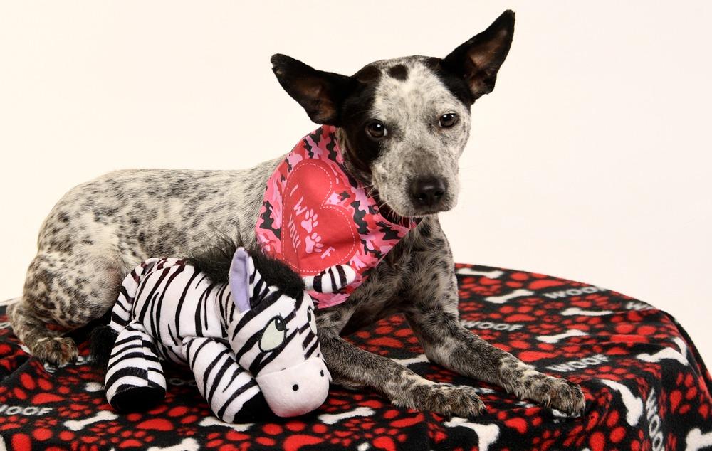 Enlarge Lissa, a Adopted mixed breed in Crossville, TN image 2/6