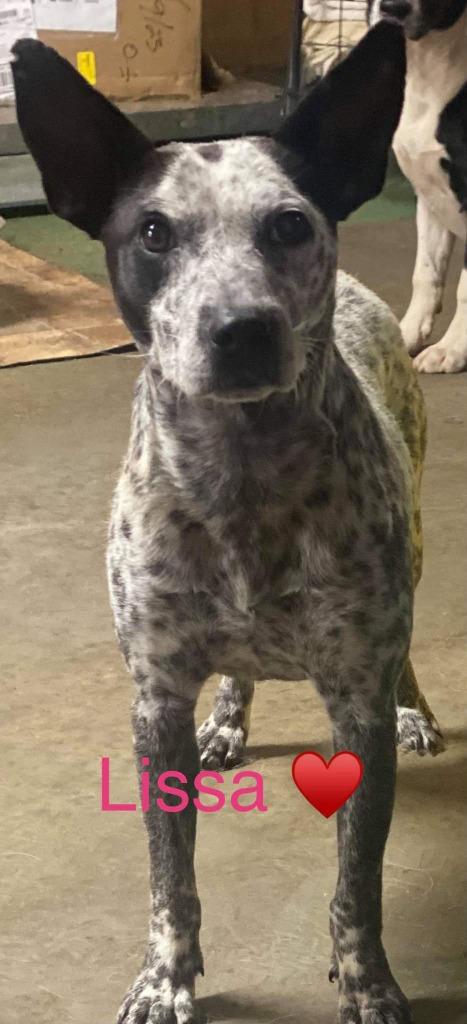 Enlarge Lissa, a Adopted mixed breed in Crossville, TN image 3/6