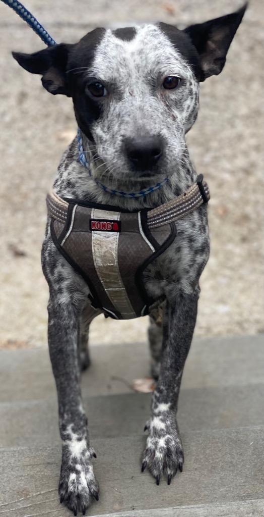 Enlarge Lissa, a Adopted mixed breed in Crossville, TN image 6/6