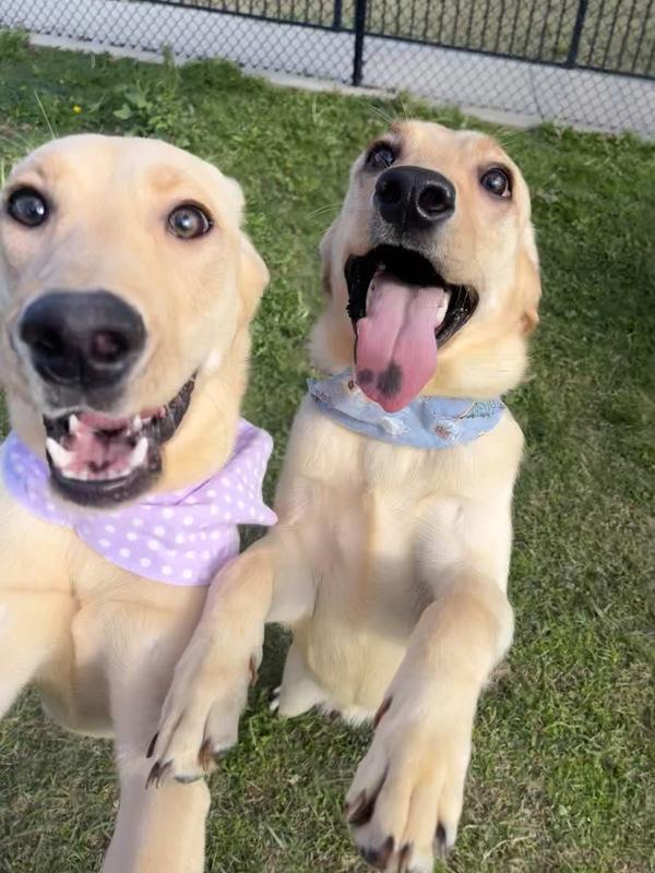 Darla, Adoptable, Young Female Golden Retriever & Labrador Retriever.