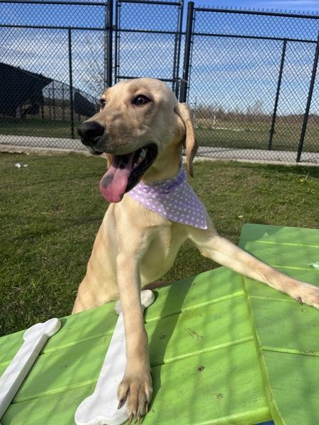 Enlarge Darla, a Adoptable mixed breed in Lafayette, LA image 2/6