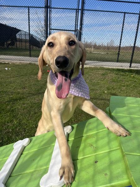 Enlarge Darla, a Adoptable mixed breed in Lafayette, LA image 3/6