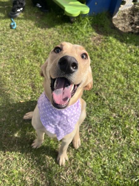 Enlarge Darla, a Adoptable mixed breed in Lafayette, LA image 4/6