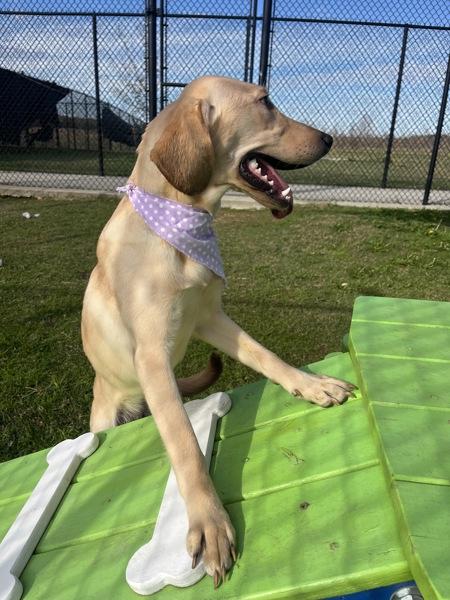 Enlarge Darla, a Adoptable mixed breed in Lafayette, LA image 5/6