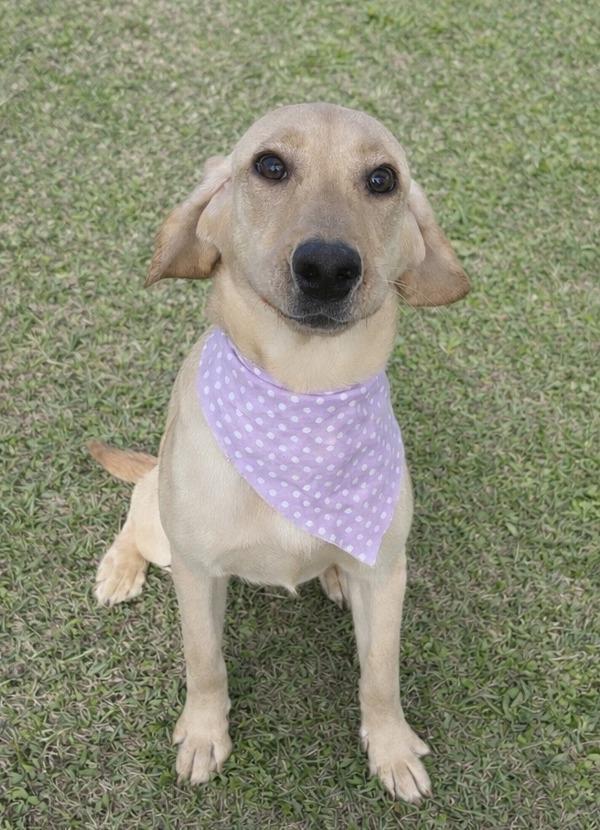 Enlarge Darla, a Adoptable mixed breed in Lafayette, LA image 6/6