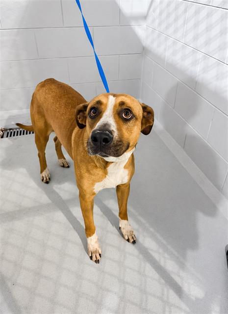 Enlarge HAZEL, a Adoptable mixed breed in Winter Haven, FL image 1/1