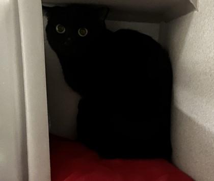 Enlarge Pandora, a Adoptable mixed breed in Quakertown, PA image 1/1