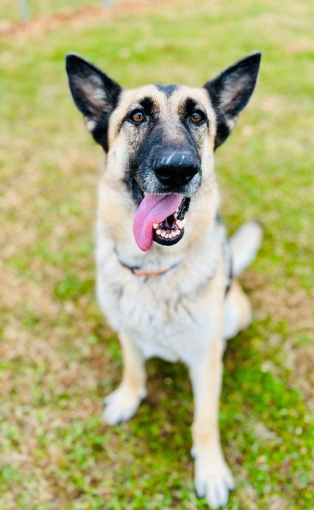 Kia, a Adoptable German Shepherd Dog in Suamico, WI image 1/4