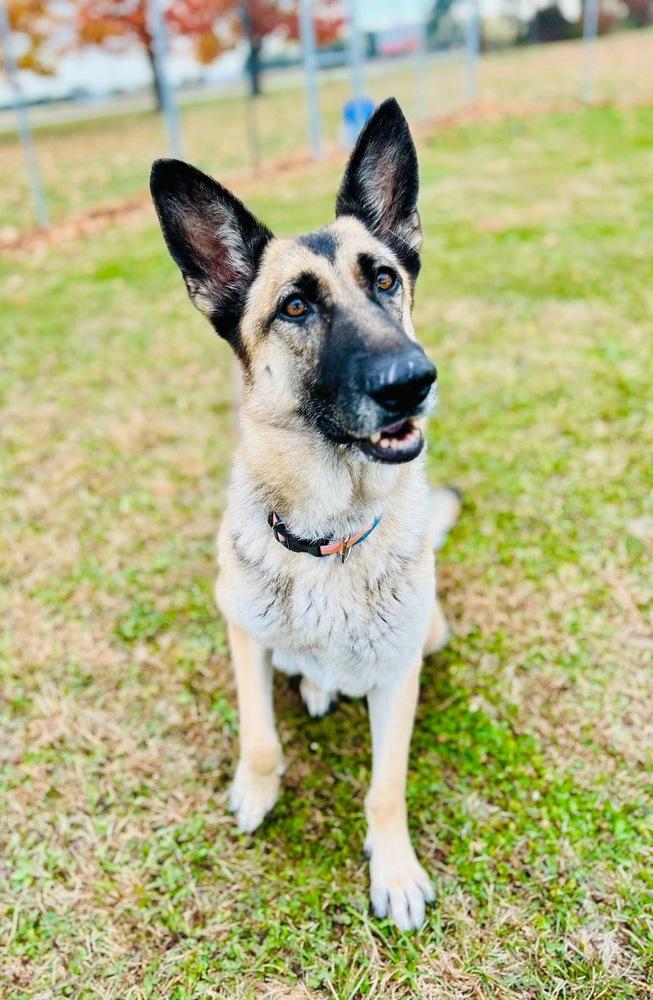 Kia, a Adoptable German Shepherd Dog in Suamico, WI image 2/4