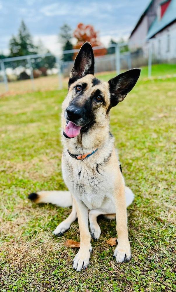 Kia, a Adoptable German Shepherd Dog in Suamico, WI image 3/4