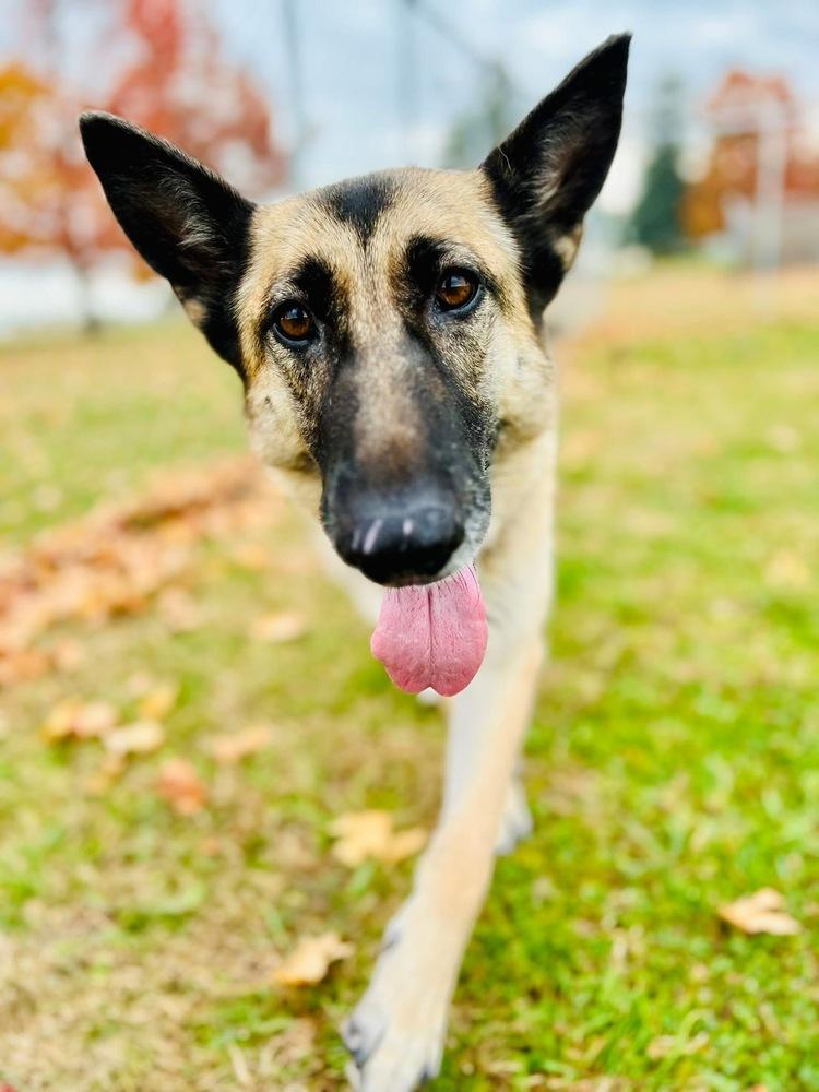 Kia, a Adoptable German Shepherd Dog in Suamico, WI image 4/4