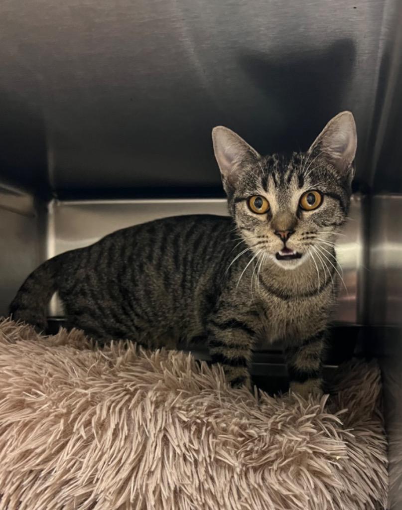 Enlarge Sidewinder, a Adoptable Tabby in Nacogdoches, TX image 1/1
