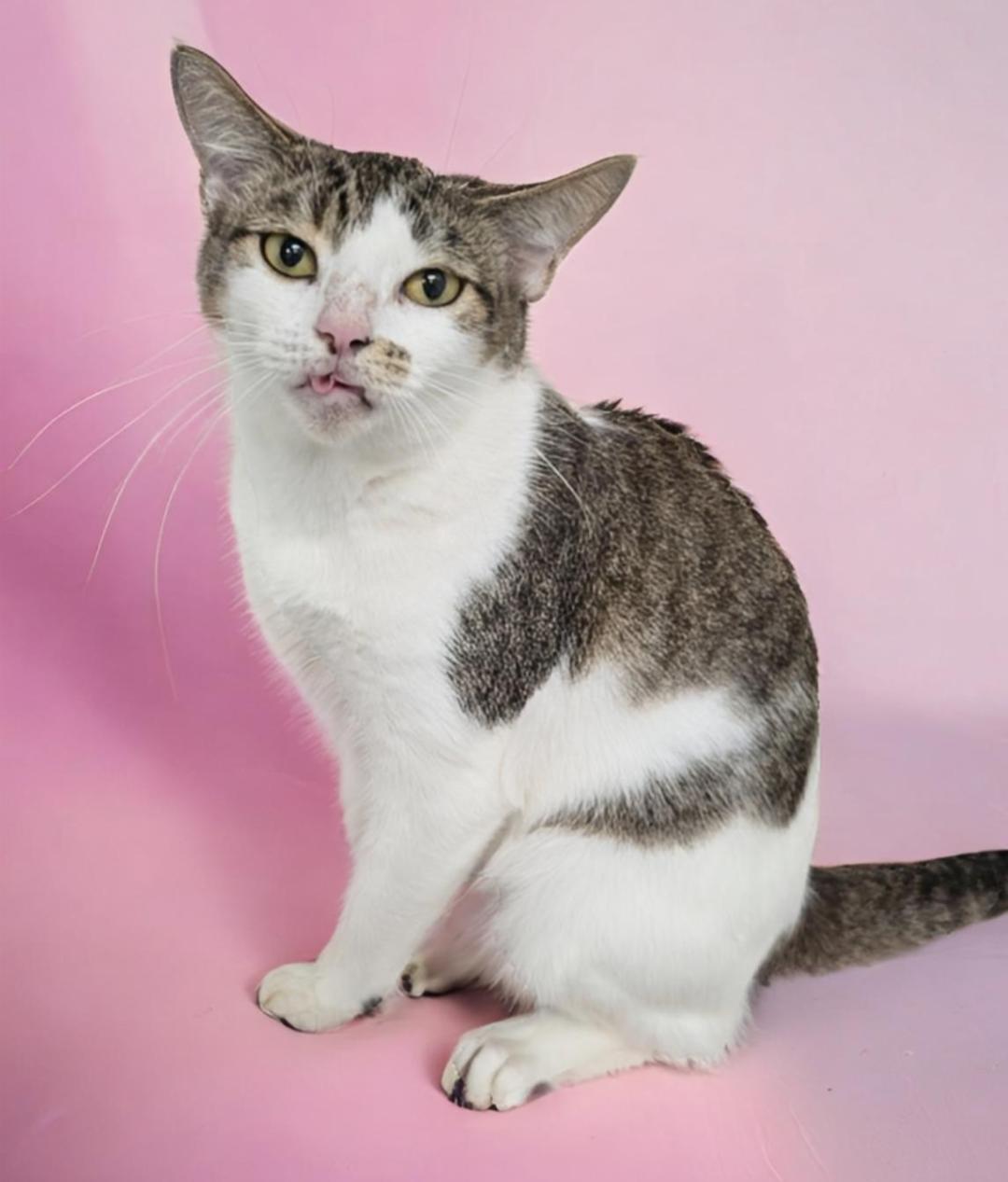 Enlarge Miriam, a Adoptable mixed breed in West Palm Beach, FL image 2/6