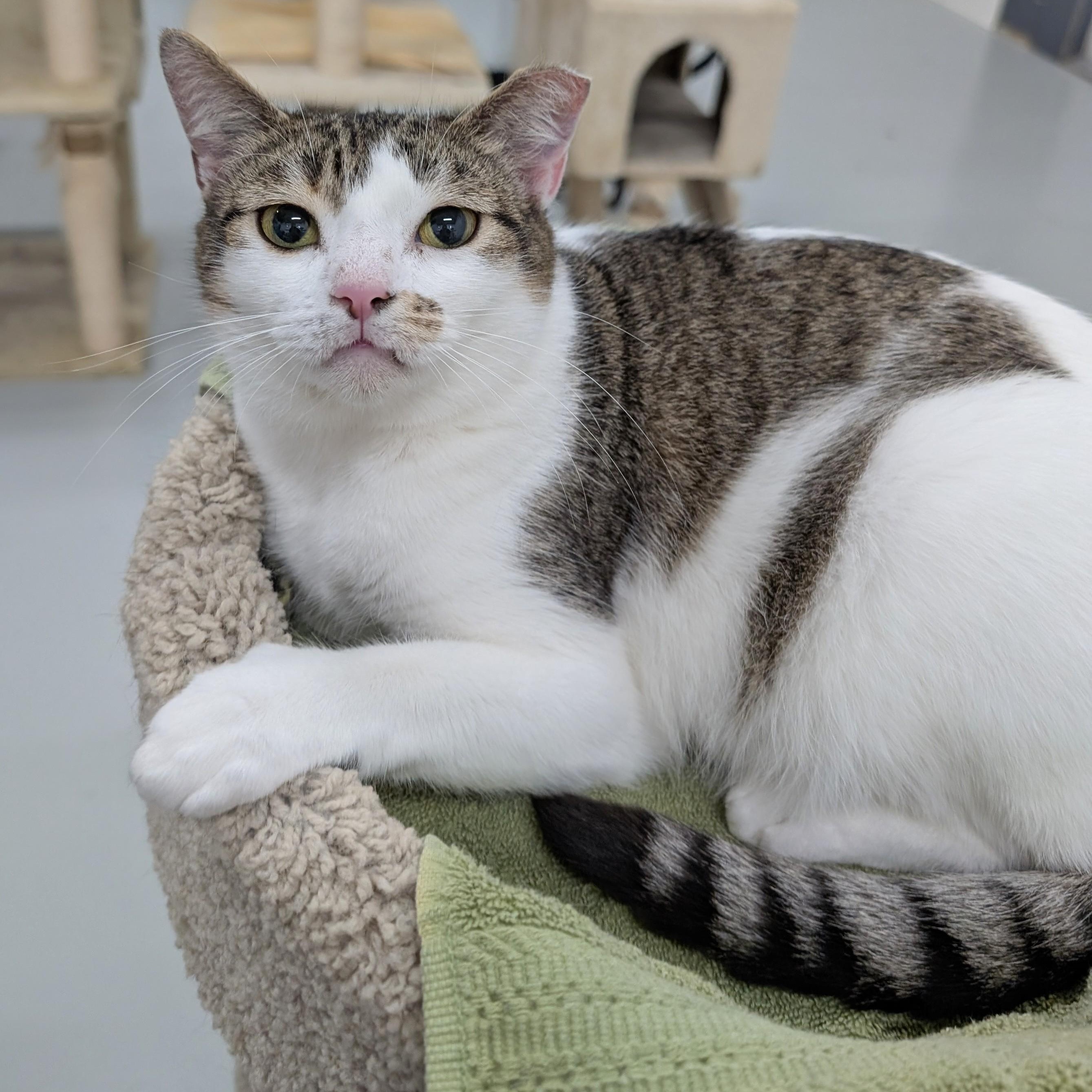 Enlarge Miriam, a Adoptable mixed breed in West Palm Beach, FL image 3/6