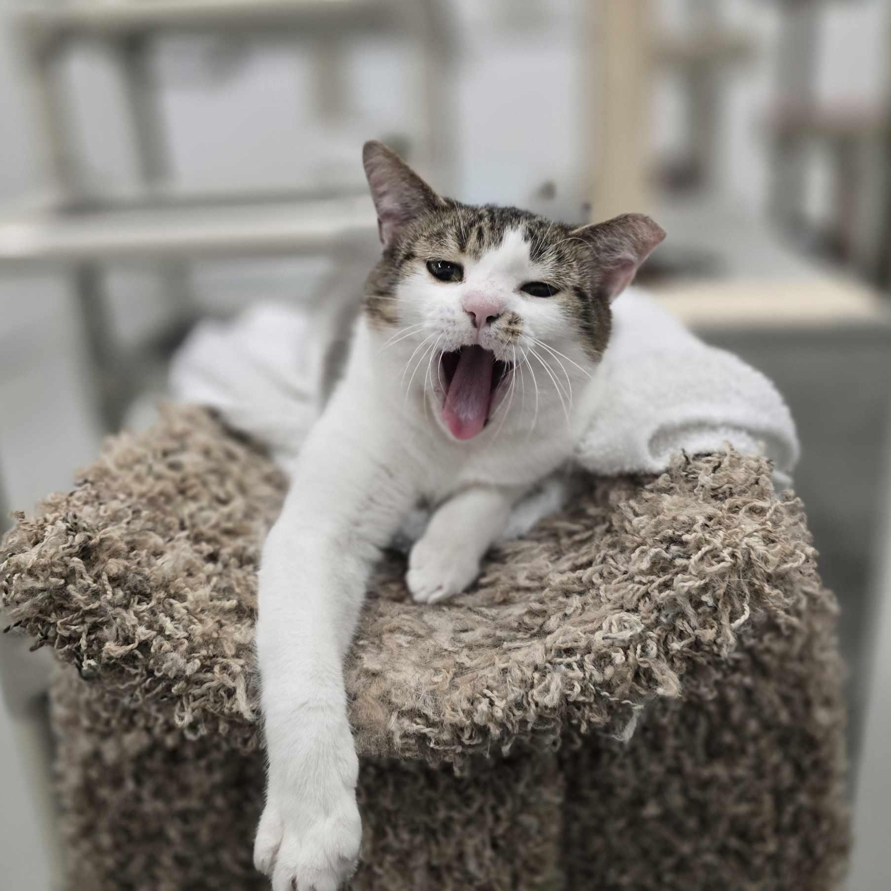 Enlarge Miriam, a Adoptable mixed breed in West Palm Beach, FL image 4/6