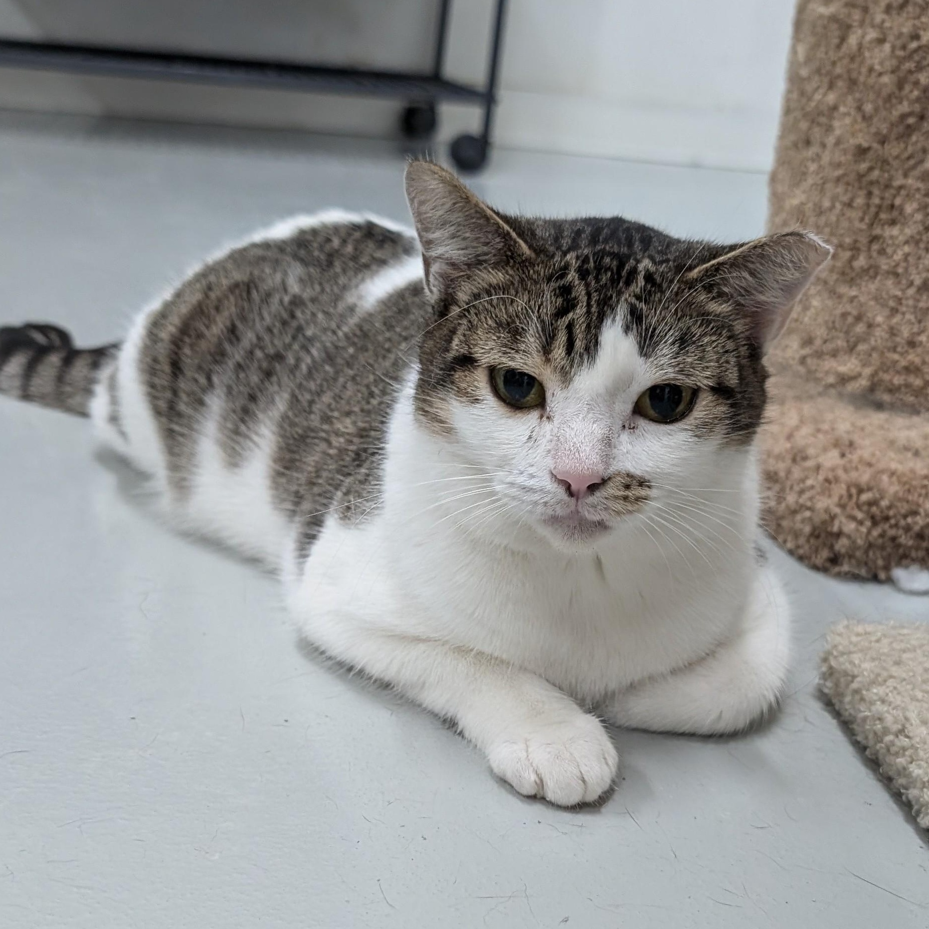 Enlarge Miriam, a Adoptable mixed breed in West Palm Beach, FL image 6/6