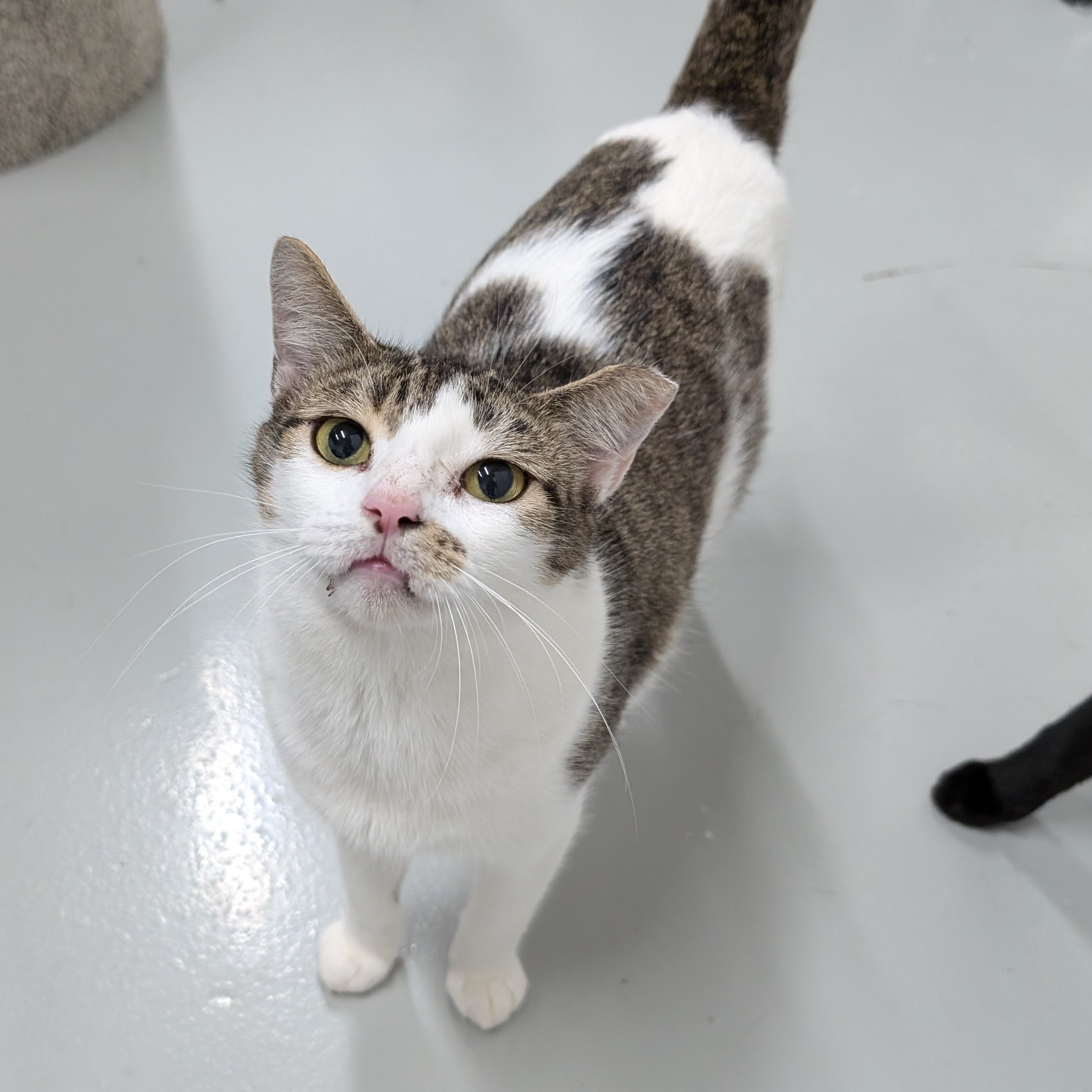 Miriam, Adoptable, Young Female American Shorthair & Domestic Short Hair.