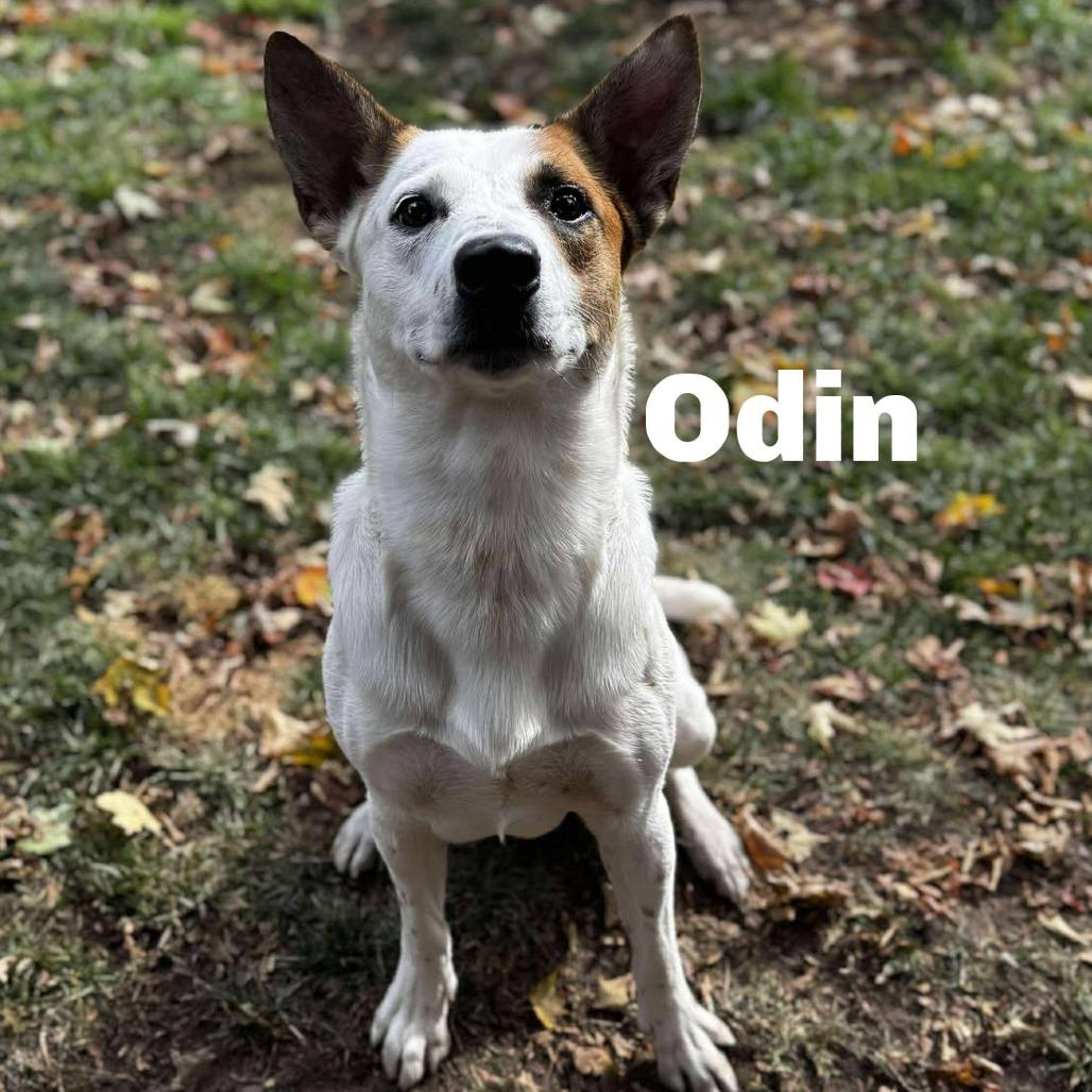 Odin 260724, Adoptable, Adult Male Mixed Breed.