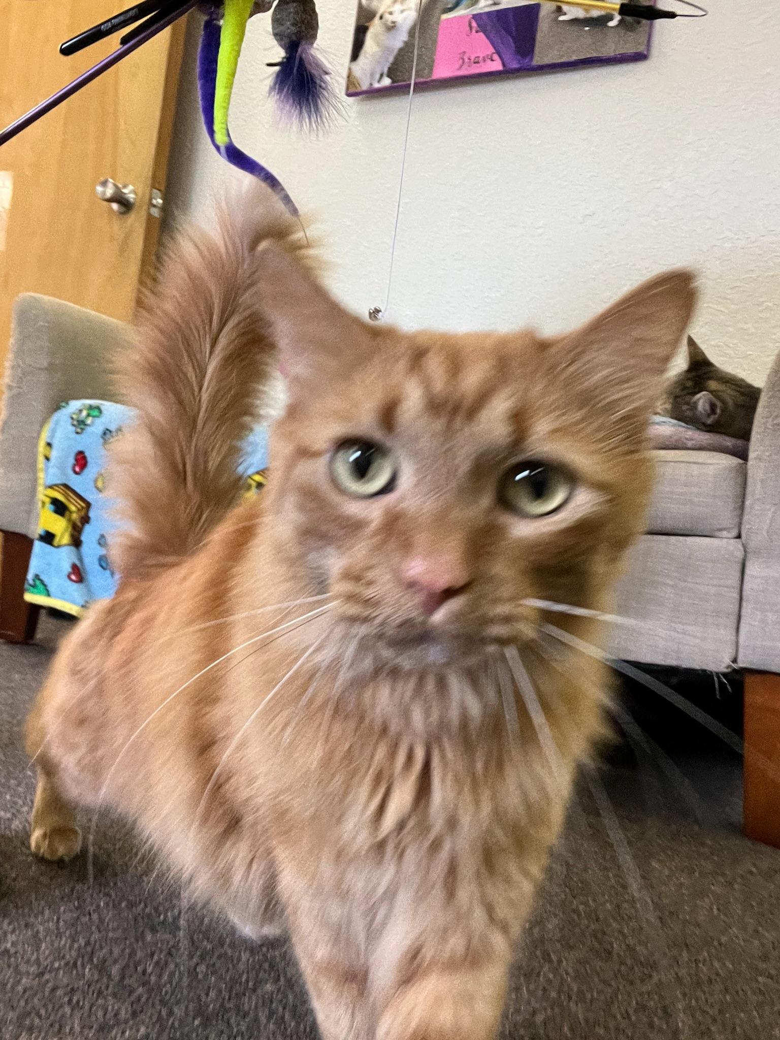 Enlarge Garfield, a Adoptable Domestic Long Hair in Anchorage, AK image 1/6