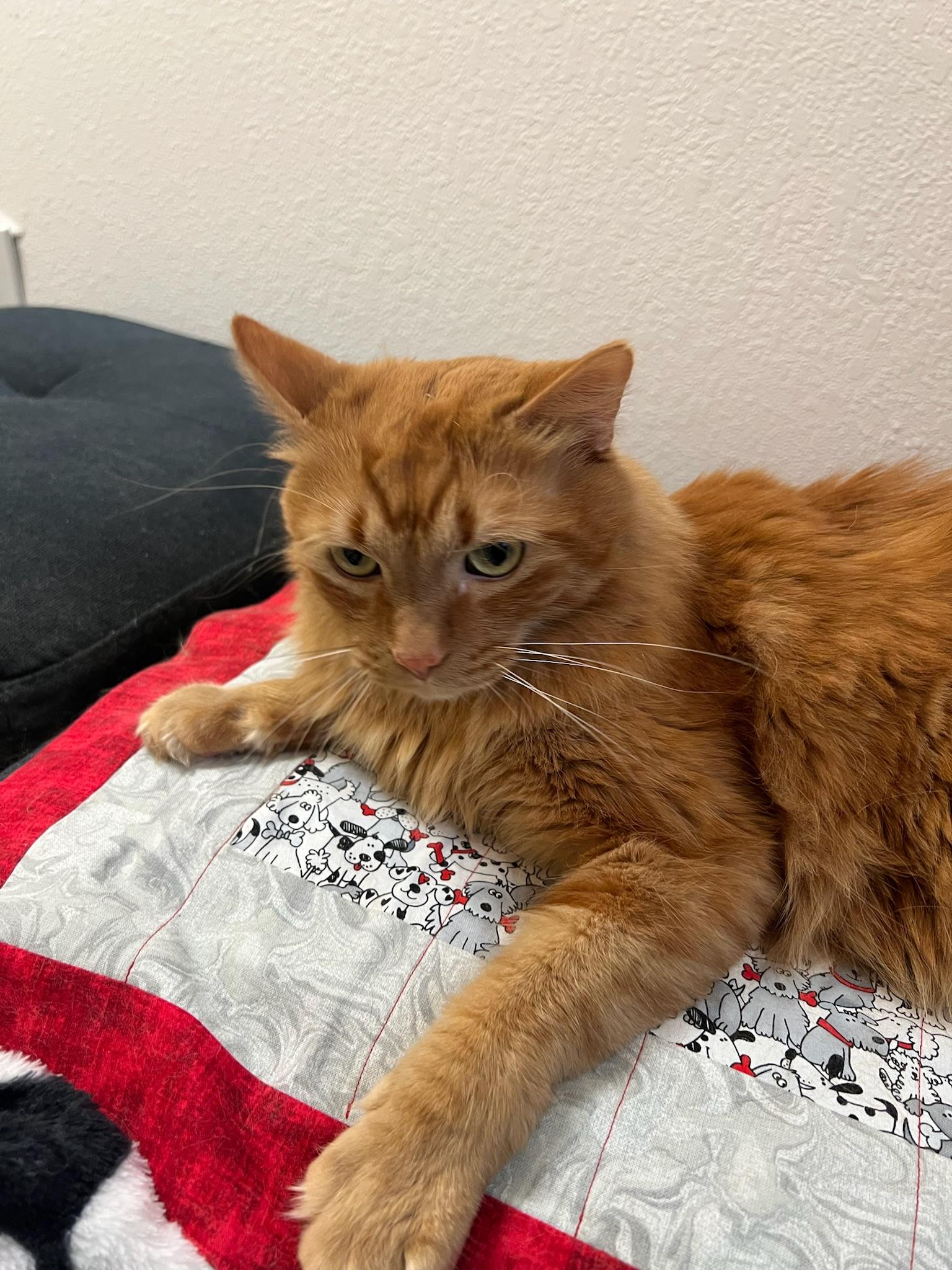 Garfield, an adoptable Domestic Long Hair in Anchorage, AK, 99518 | Photo Image 3