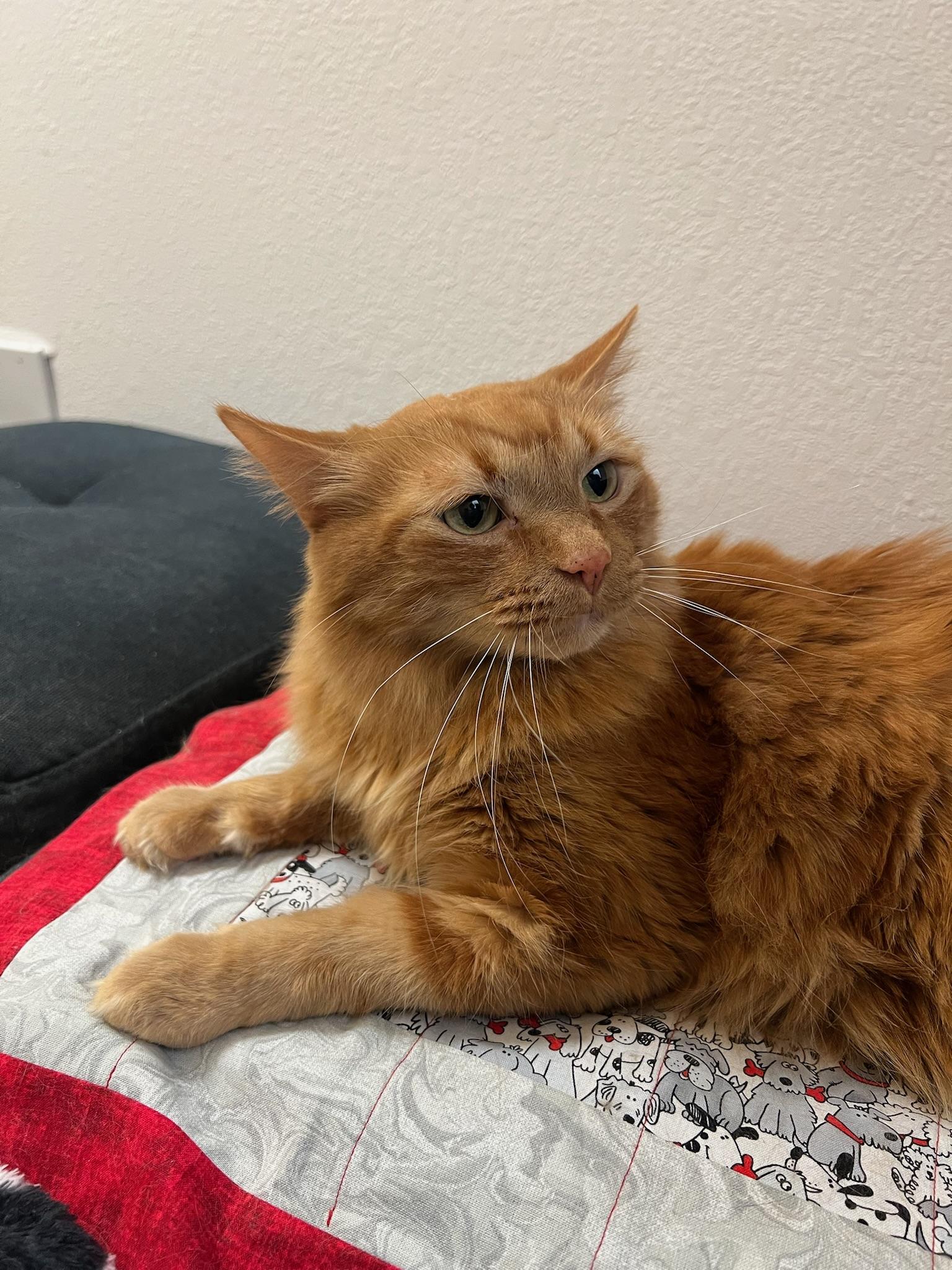Garfield, an adoptable Domestic Long Hair in Anchorage, AK, 99518 | Photo Image 2