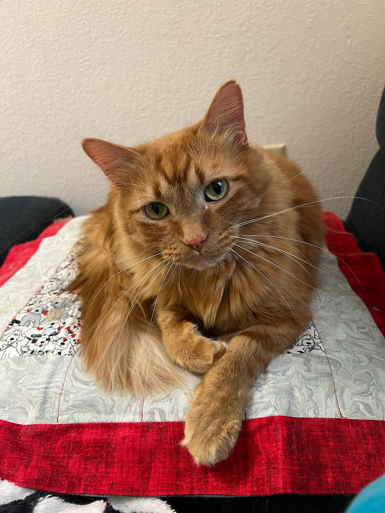 Garfield, Adult Male Domestic Long Hair