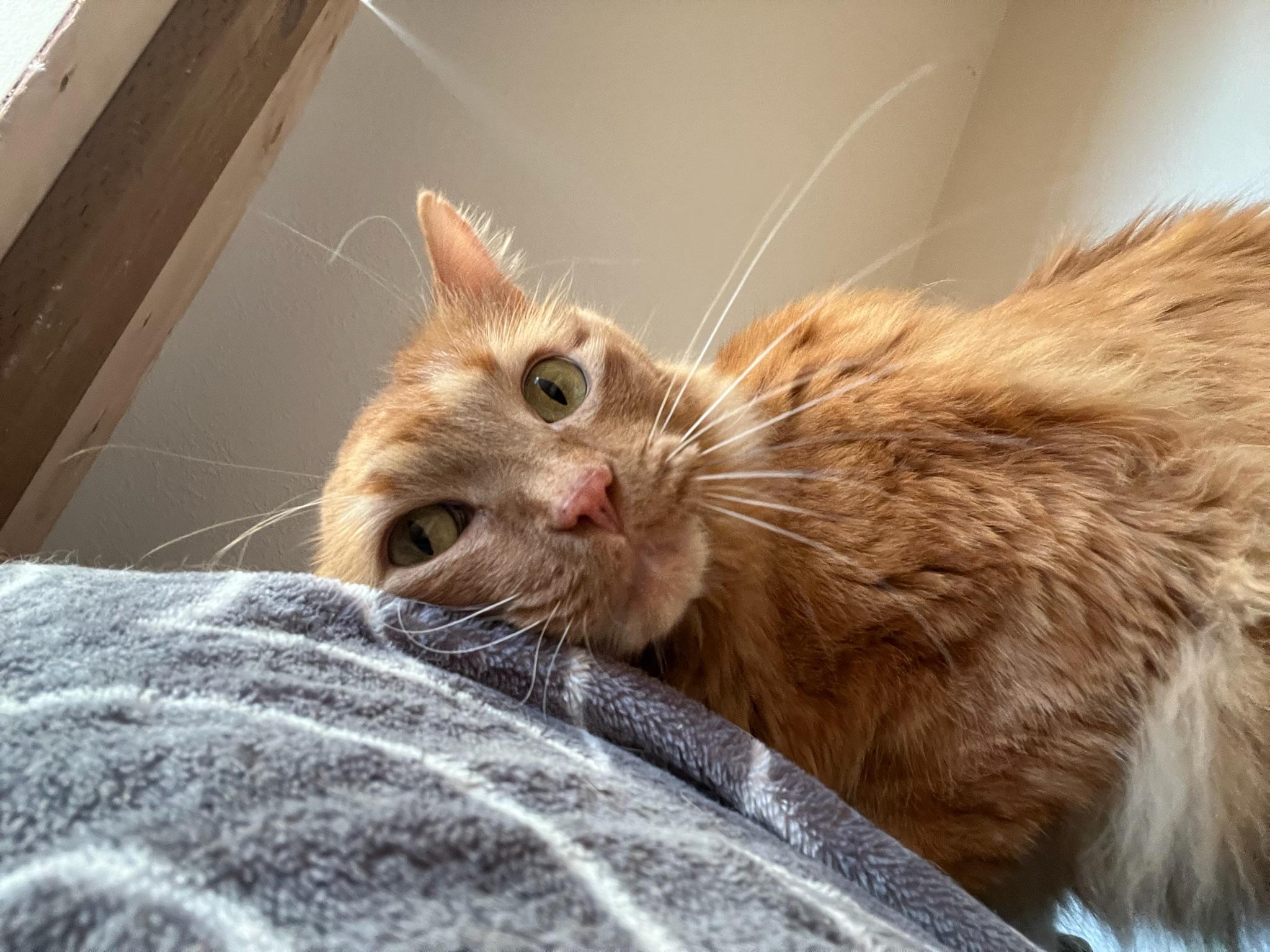 Garfield, an adoptable Domestic Long Hair in Anchorage, AK, 99518 | Photo Image 5