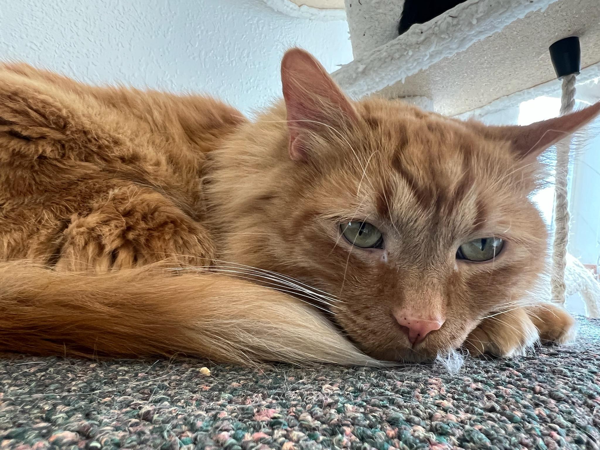 Garfield, an adoptable Domestic Long Hair in Anchorage, AK, 99518 | Photo Image 4