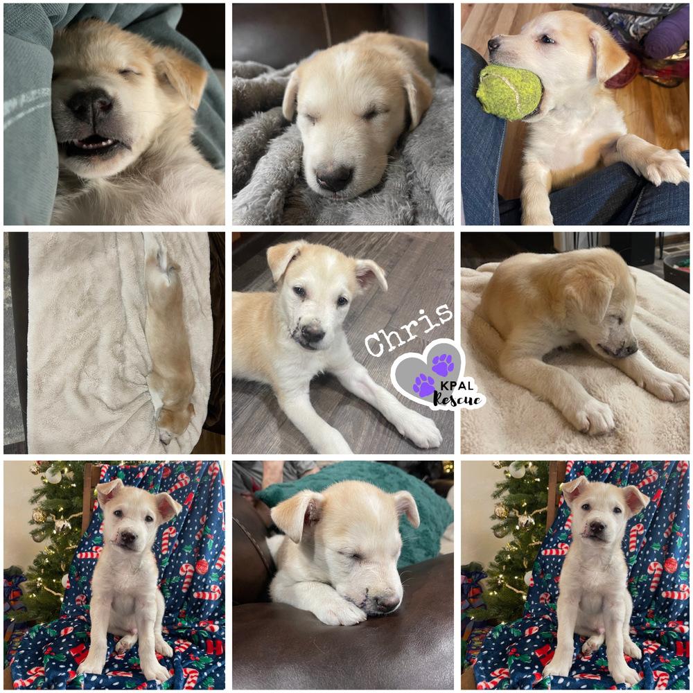Enlarge Chris - Partridge Family, a Adoptable mixed breed in Kenai, AK image 1/6