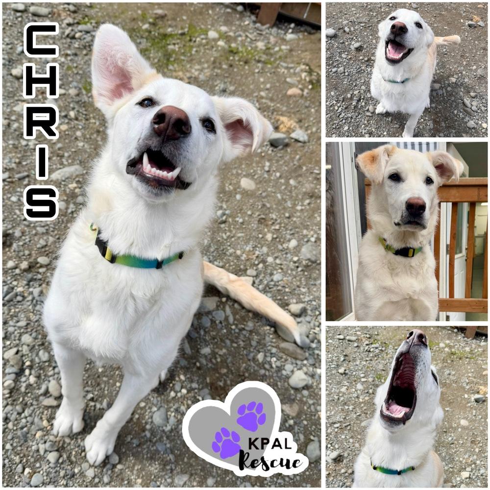Enlarge Chris - Partridge Family, a Adoptable mixed breed in Kenai, AK image 2/6
