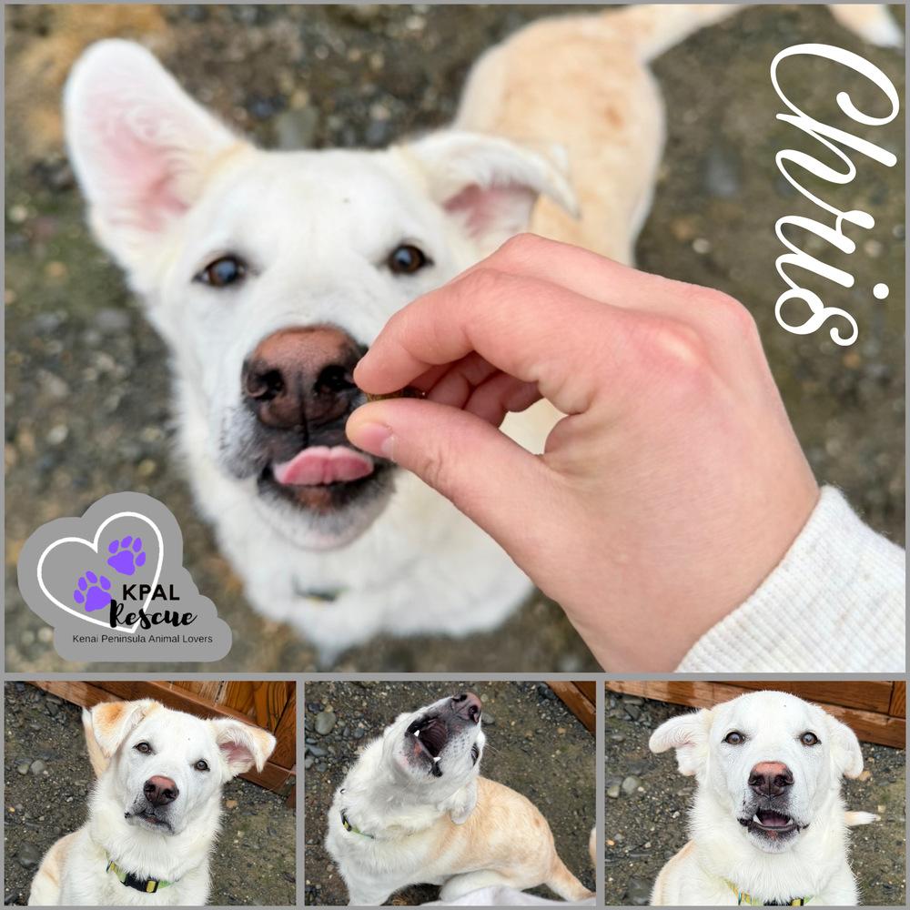 Enlarge Chris - Partridge Family, a Adoptable mixed breed in Kenai, AK image 3/6
