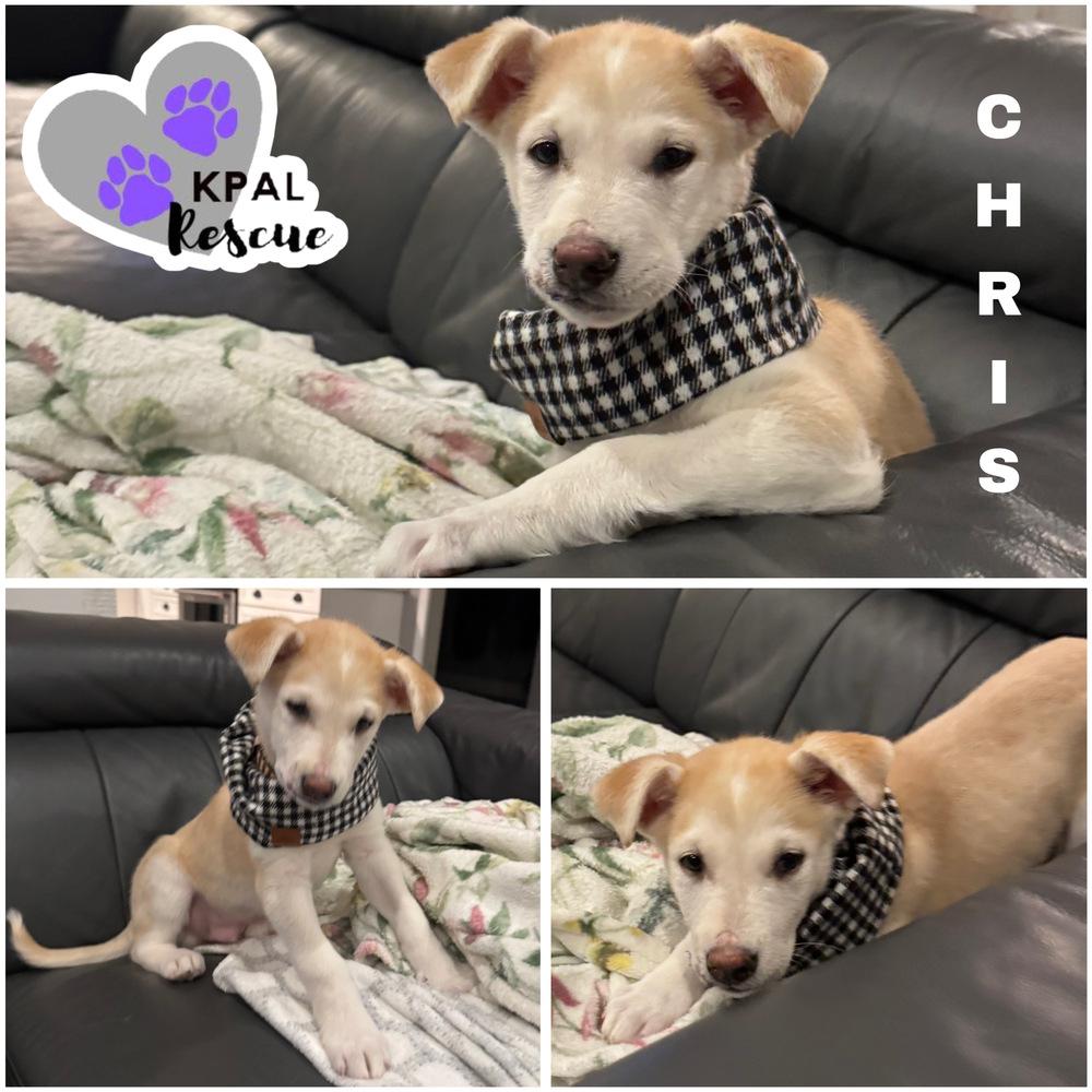 Enlarge Chris - Partridge Family, a Adoptable mixed breed in Kenai, AK image 4/6