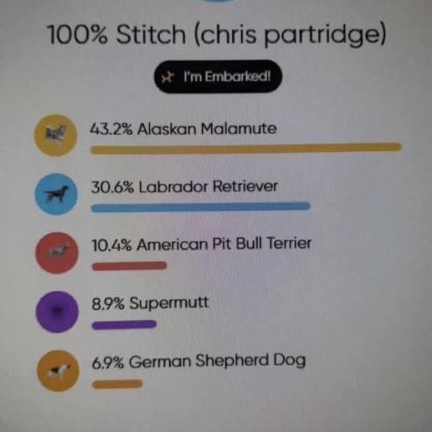 Enlarge Chris - Partridge Family, a Adoptable mixed breed in Kenai, AK image 5/6