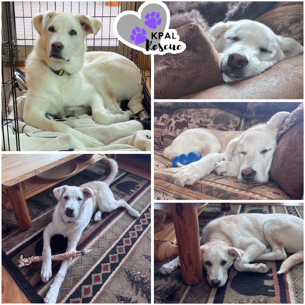 Enlarge Chris - Partridge Family, a Adoptable mixed breed in Kenai, AK image 6/6