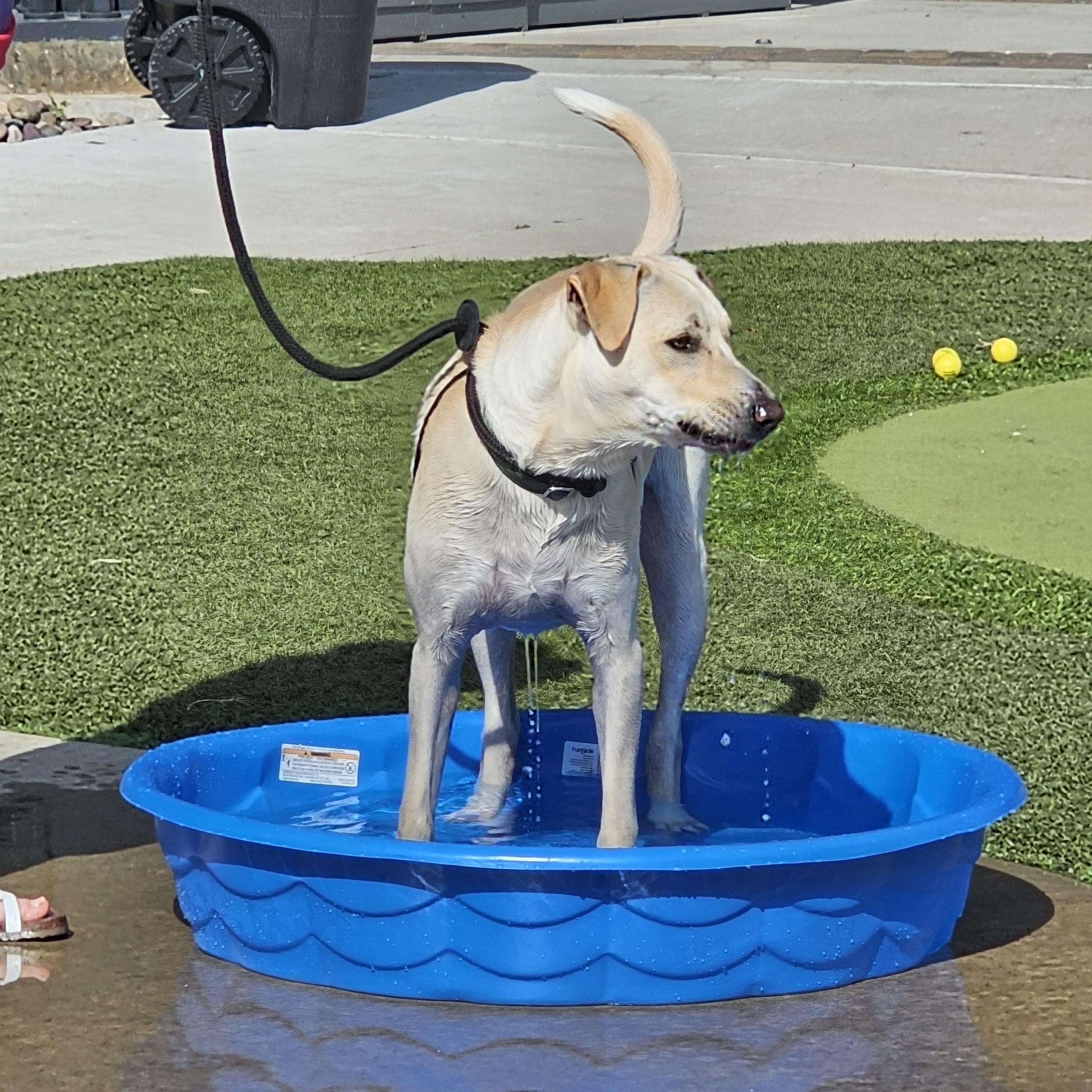 Enlarge Max, a Adoptable mixed breed in Cleveland, OK image 2/2
