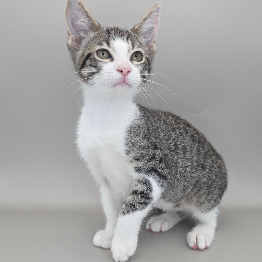 Trixie, Adoptable, Kitten Female Domestic Short Hair.