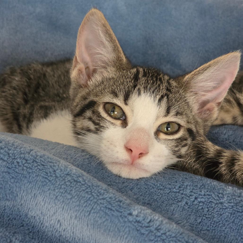 Enlarge Trixie, a Adoptable Domestic Short Hair in Williston, FL image 2/4