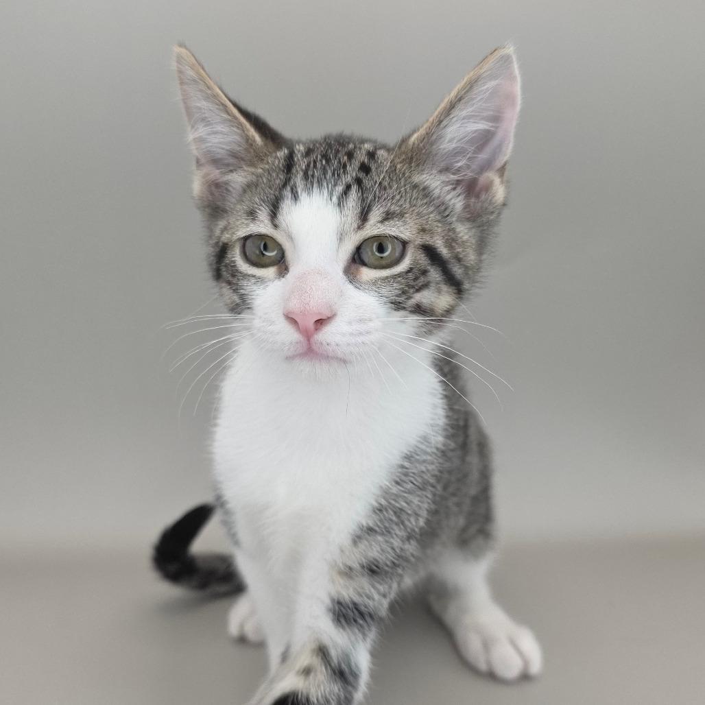 Enlarge Trixie, a Adoptable Domestic Short Hair in Williston, FL image 3/4