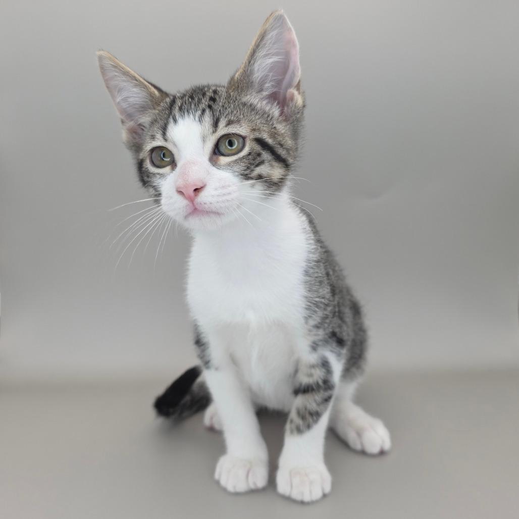 Enlarge Trixie, a Adoptable Domestic Short Hair in Williston, FL image 4/4
