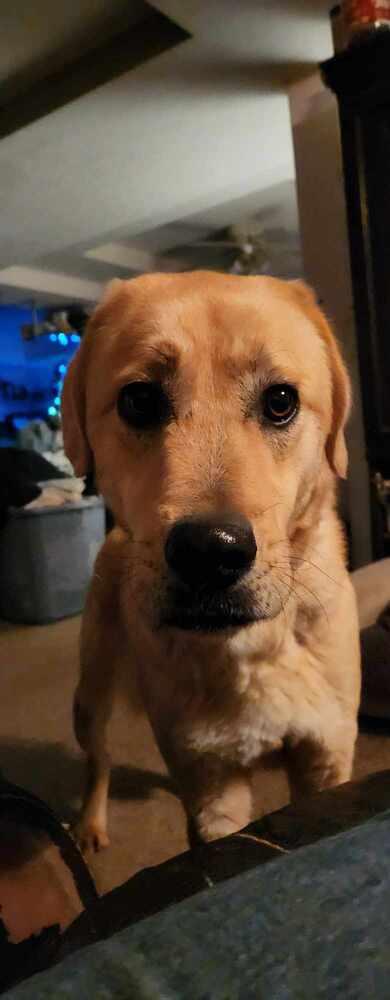 Enlarge Reggie, a Adoptable mixed breed in Osgood, IN image 1/6