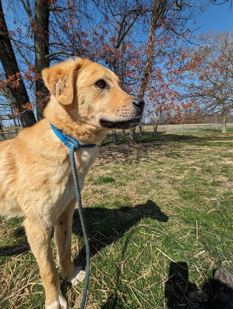 Enlarge Reggie, a Adoptable mixed breed in Osgood, IN image 2/6