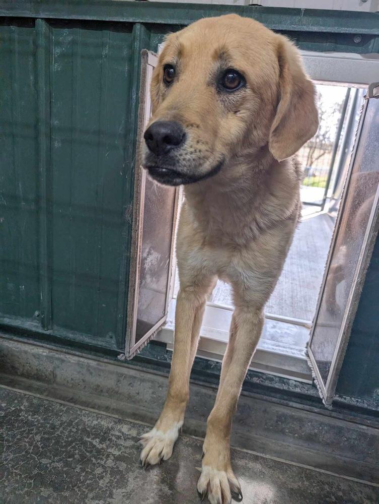 Enlarge Reggie, a Adoptable mixed breed in Osgood, IN image 4/6