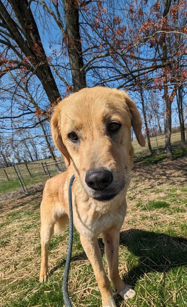 Enlarge Reggie, a Adoptable mixed breed in Osgood, IN image 6/6