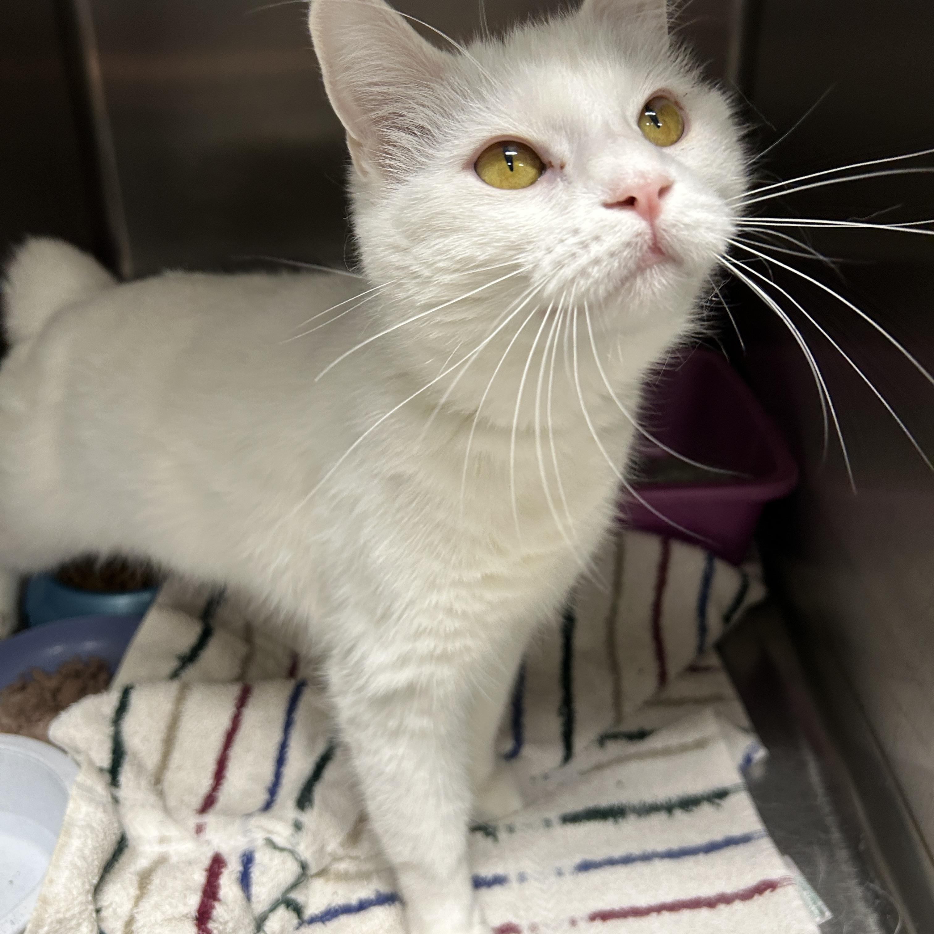 Cotton, adopted, Adult Female Domestic Short Hair.